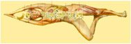 Una GHIANDOLA per la KUNDALINI