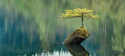 Mindfulness e Cervello Mindfulness e Cervello