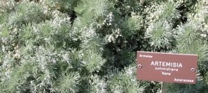 Artemisia annua: un antico rimedio