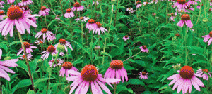 Tutti gli usi dell'echinacea