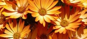 Floriterapia Psicodinamica, cosa significa?