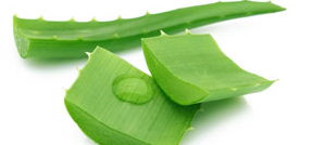 Le incredibili proprietà terapeutiche dell'aloe vera