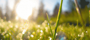 Sole e Natura: un Inno alla Vita