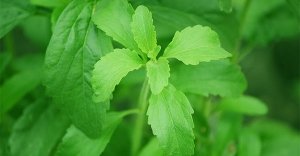 Stevia: il dolcificante naturale adatto ai diabetici