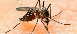 Pandemia virus Zika, che fare?