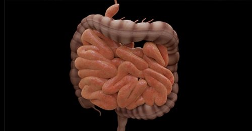 Cervello, intestino, microbiota: un legame che dura tutta la vita