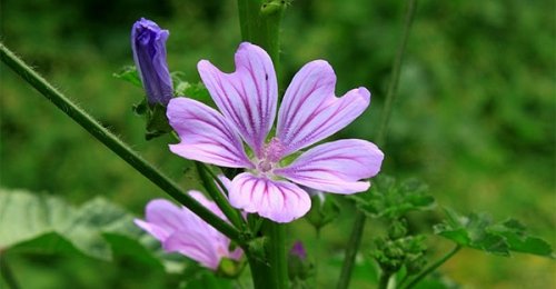 Come ridurre il colesterolo con i rimedi naturali: malva e semi di girasole