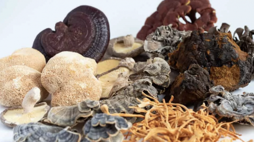 I funghi medicinali: un valido aiuto per curare il cancro?