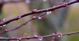 Cosa sono e come vengono preparati i gemmoderivati?