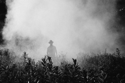 Tecno-manipolazioni della natura e pesticidi: il killer glifosato