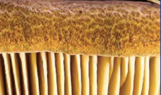Polyporus umbellatus il fungo che protegge il sistema urinario