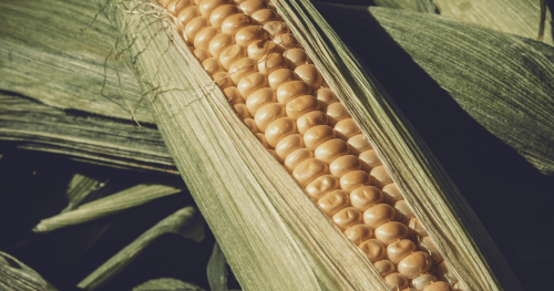 Intolleranze e Allergie alimentari: occhio a mais, soia e frumento
