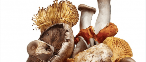 Funghi medicinali per la salute