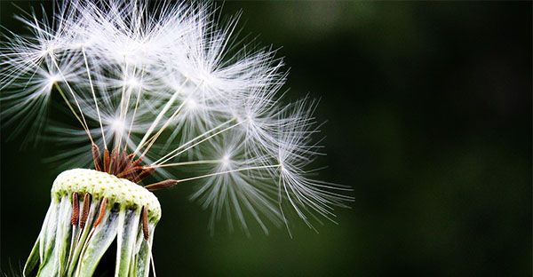 Allergie: i rimedi di Madre Natura