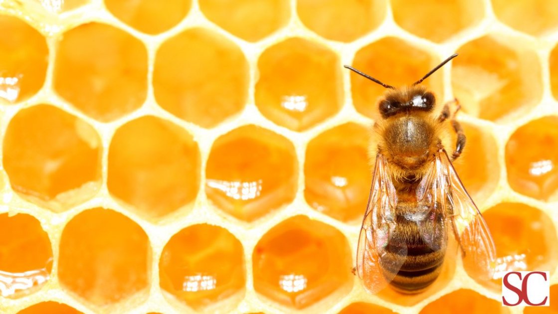 Senza api non c’è futuro: perché la loro scomparsa è una minaccia per l’umanità