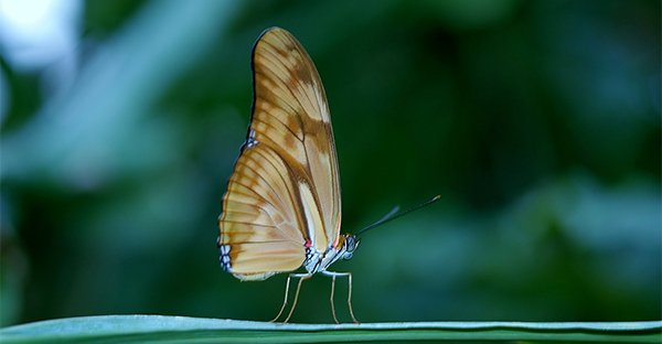 Il battito d'ali della farfalla e l'uragano: scopri la fisica della complessità