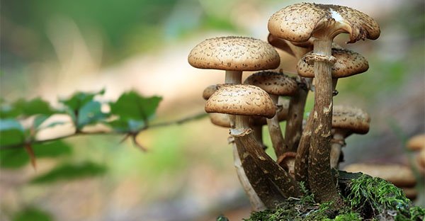 I funghi medicinali sono ottimi prebiotici perché nutrono il tuo microbiota