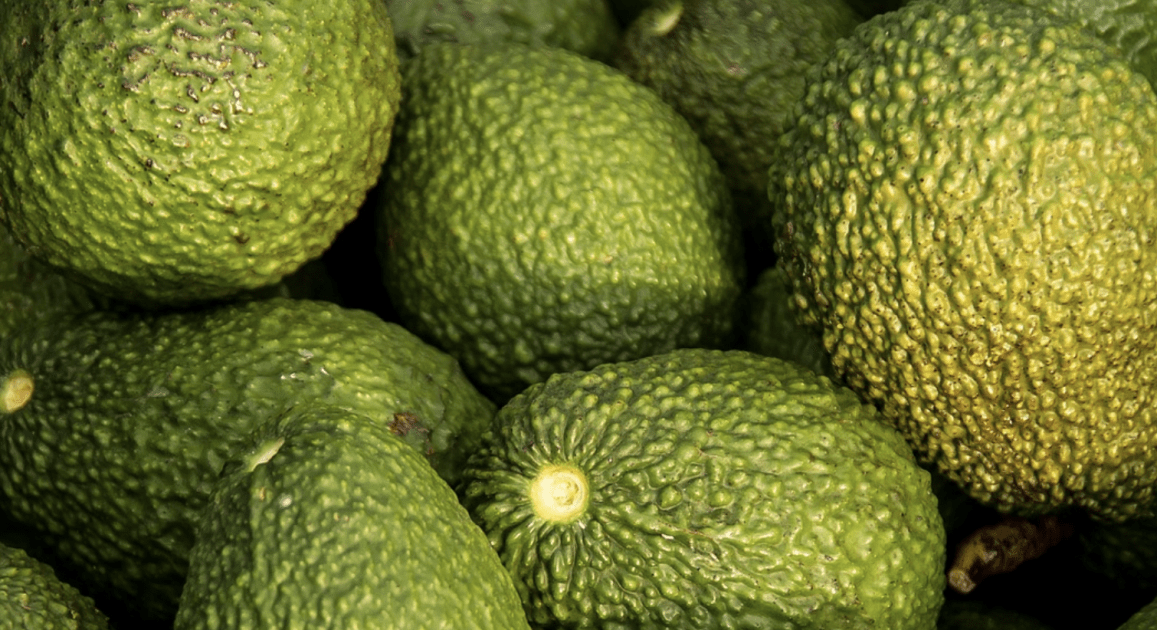 Avocado e olio di avocado