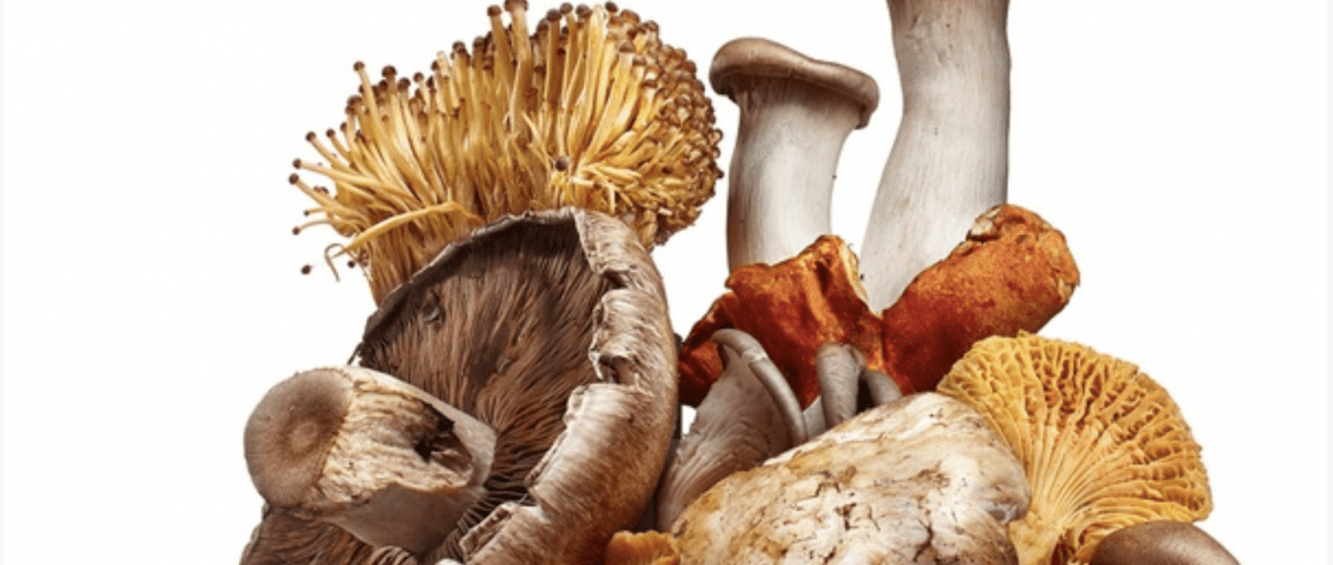 Funghi medicinali per la salute