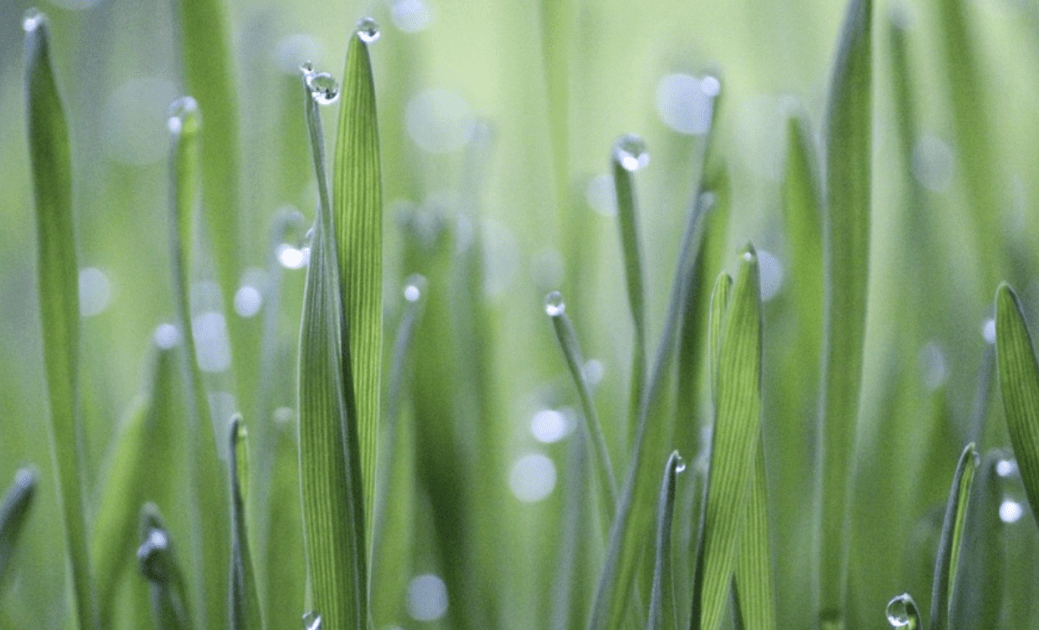 Erba di grano ed equilibrio acido-base