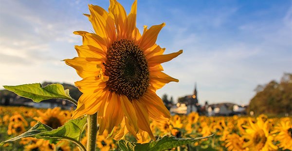 Alberi, sole, batteri: vivere nella natura ci fa fare il pieno di vitamina D e benessere