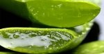 Aloe Vera: la regina delle piante medicinali