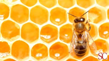 Senza api non c’è futuro: perché la loro scomparsa è una minaccia per l’umanità