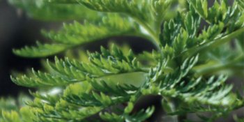 L'Artemisia Annua, un prezioso dono della natura