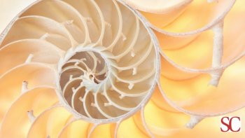 Dalla sezione aurea ai frattali