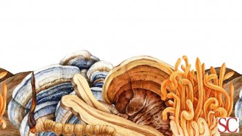 Funghi medicinali: come agiscono su sistema immunitario, nervi e infiammazione