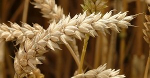Germe di grano: un concentrato di energia e benessere