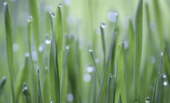 Erba di grano ed equilibrio acido-base