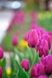Perugia Flower Show